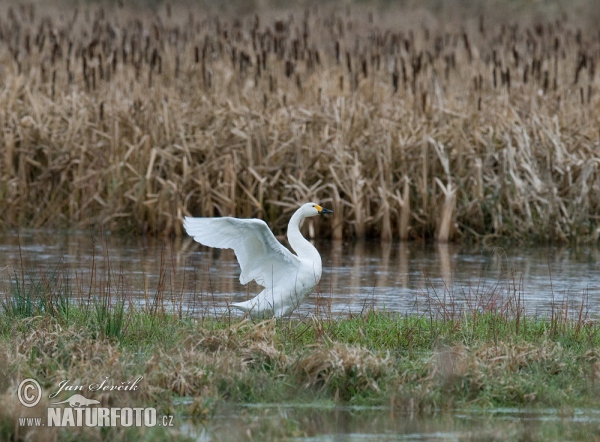 Labuť tundrová (Cygnus columbianus)