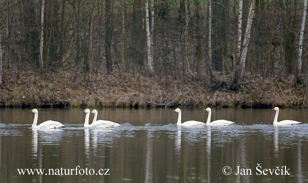 Labuť tundrová (Cygnus columbianus)