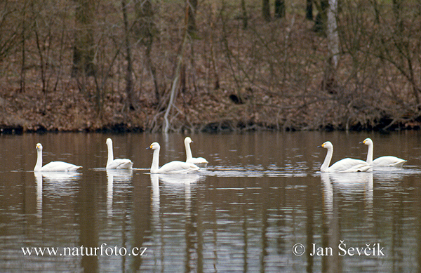 Labuť tundrová (Cygnus columbianus)