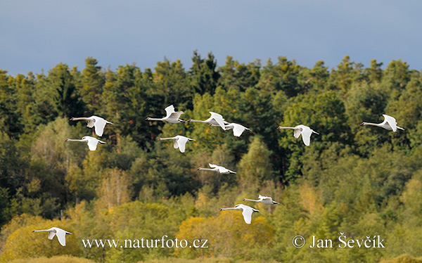 Labuť veľká (Cygnus olor)