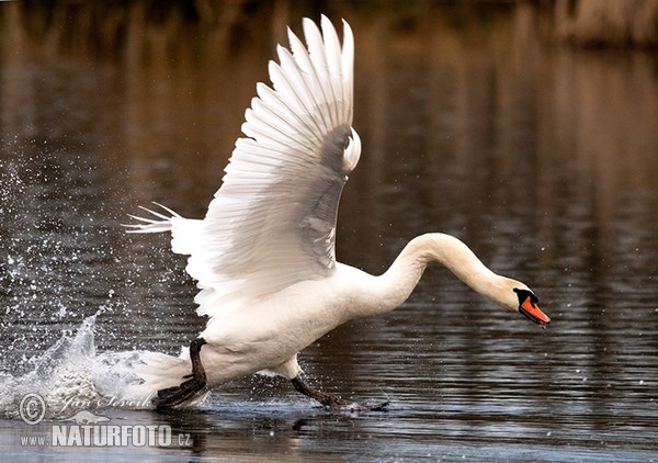 Labuť veľká (Cygnus olor)