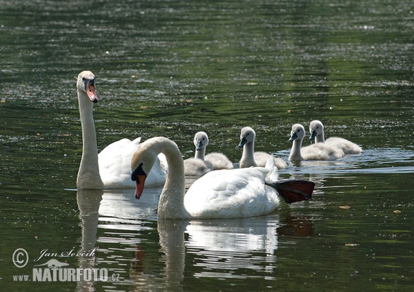 Labuť veľká (Cygnus olor)