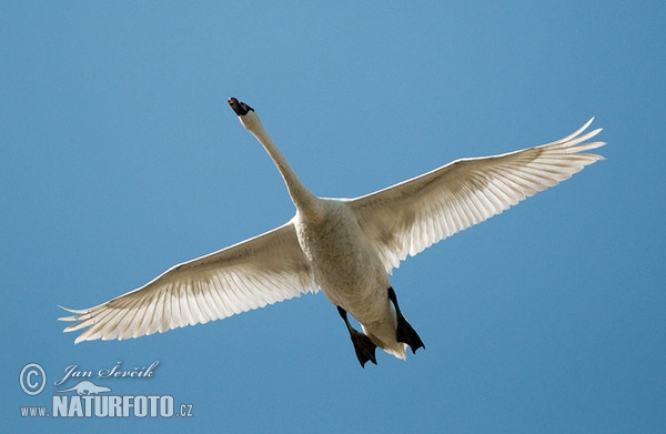 Labuť velká (Cygnus olor)