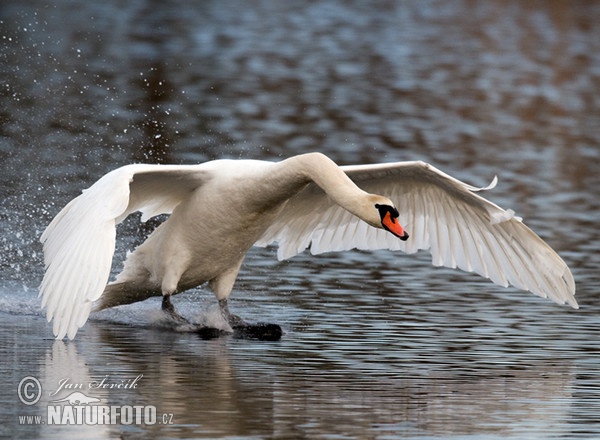 Labuť veľká (Cygnus olor)