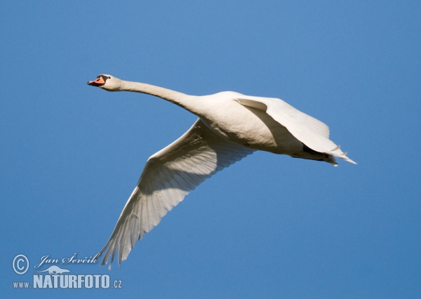 Labuť velká (Cygnus olor)