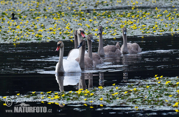 Labuť velká (Cygnus olor)