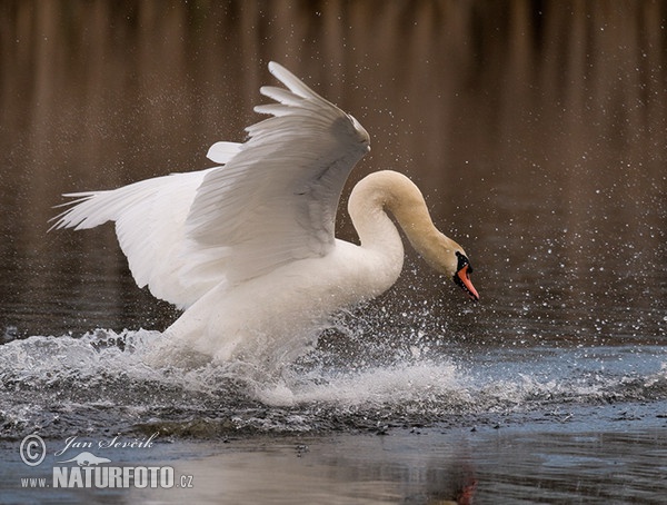 Labuť veľká (Cygnus olor)