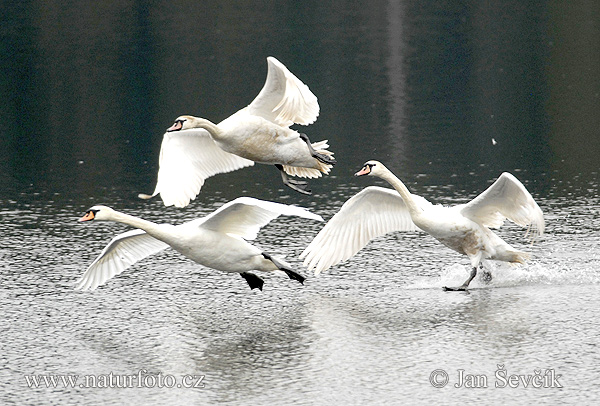 Labuť veľká (Cygnus olor)