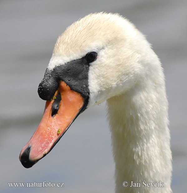 Labuť veľká (Cygnus olor)