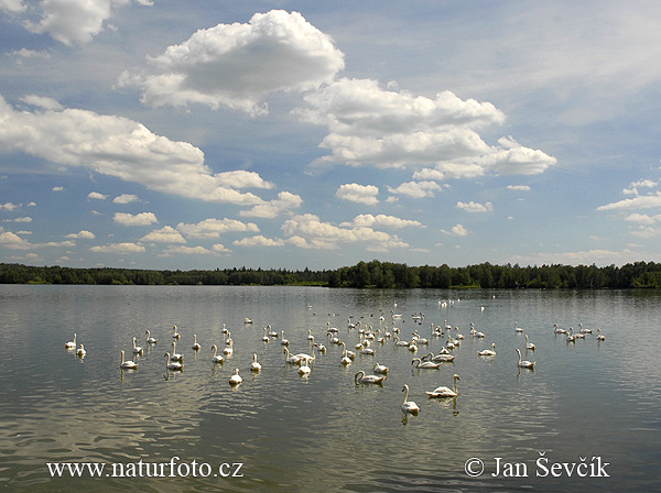 Labuť veľká (Cygnus olor)