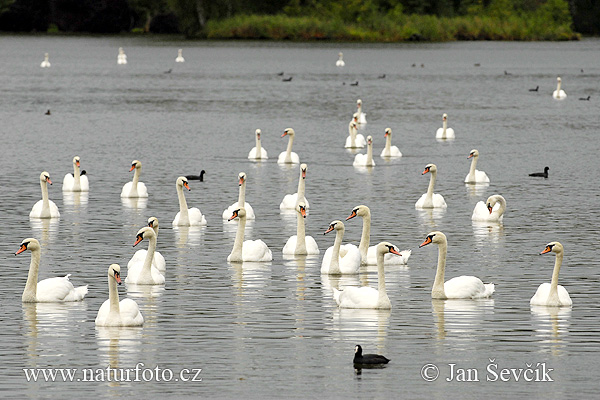 Labuť veľká (Cygnus olor)