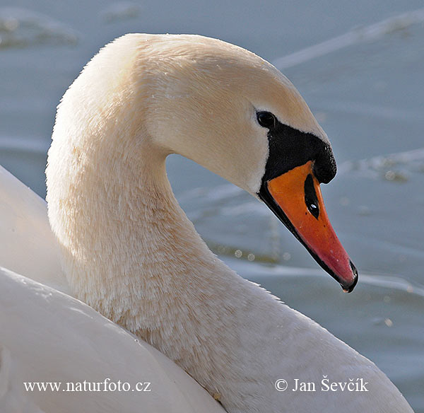 Labuť veľká (Cygnus olor)