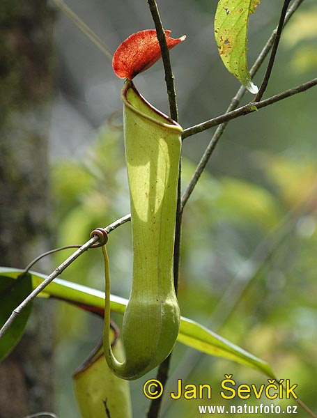 Láčkovka (Nepenthes sp.)