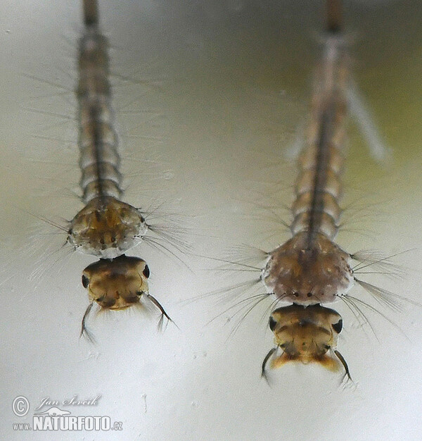 larvy komárů (Culex sp.)