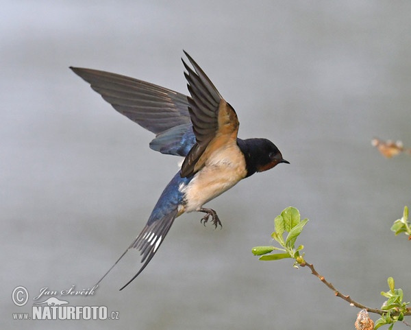 Lastovička domová obyčajná (Hirundo rustica)