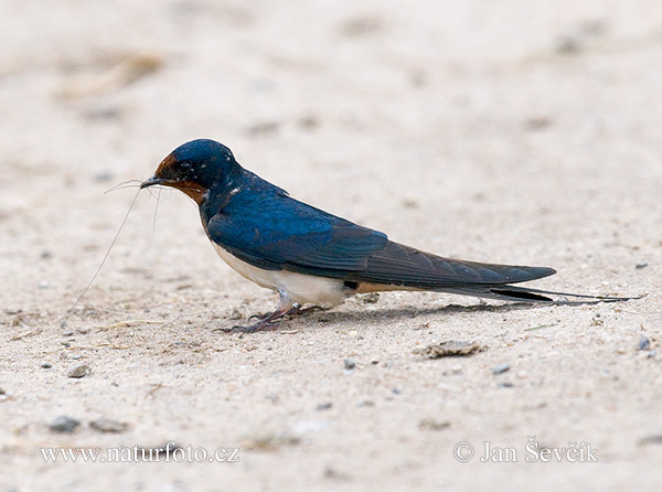 Lastovička domová obyčajná (Hirundo rustica)