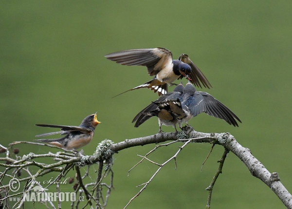 Lastovička domová obyčajná (Hirundo rustica)