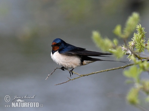 Lastovička domová obyčajná (Hirundo rustica)