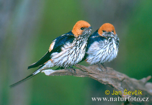 Lastovička pásikavobruchá (Hirundo abyssinica)