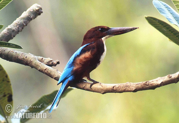 Ledňáček hnědohlavý (Halcyon smyrnensis)