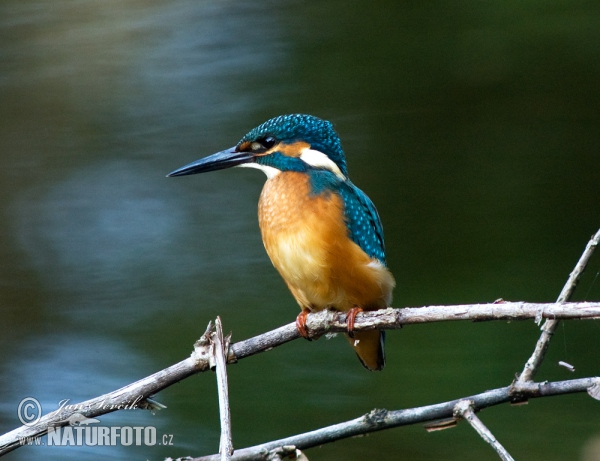 Ledňáček říční (Alcedo atthis)