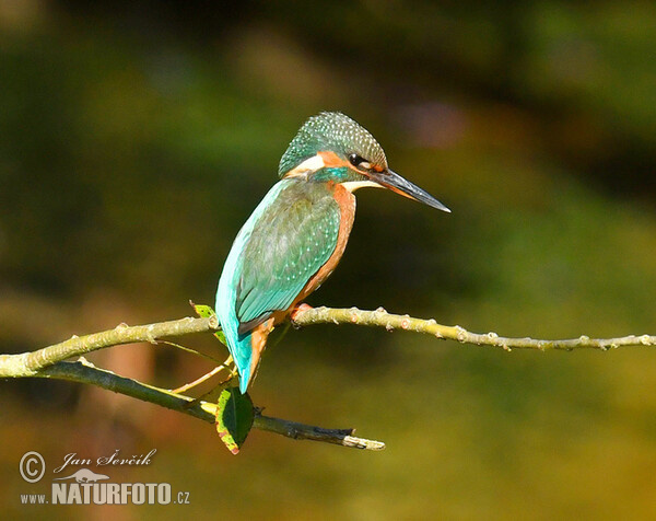 Ledňáček říční (Alcedo atthis)