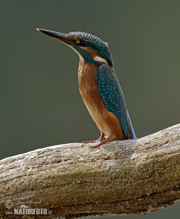 Ledňáček říční (Alcedo atthis)