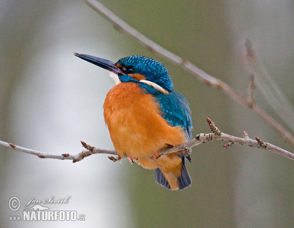 Ledňáček říční (Alcedo atthis)