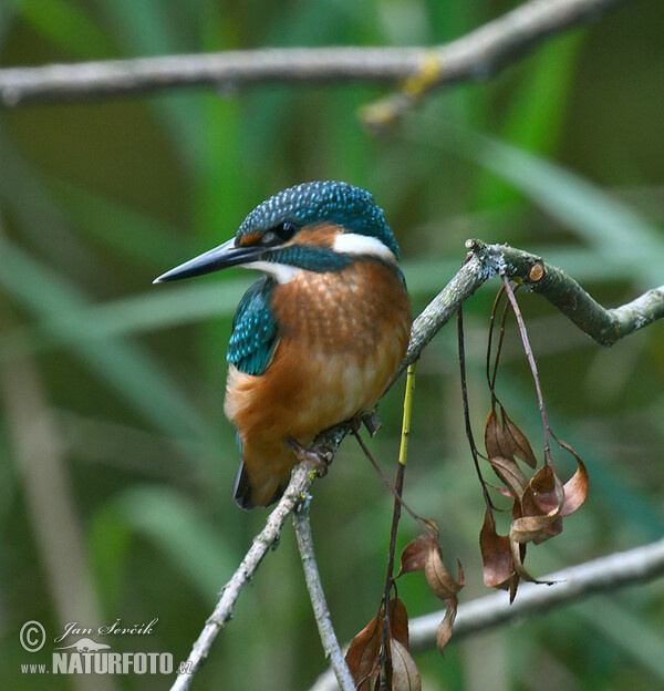 Ledňáček říční (Alcedo atthis)