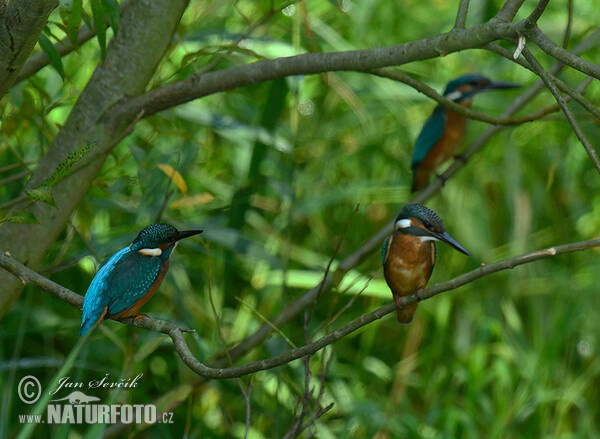 Ledňáček říční (Alcedo atthis)