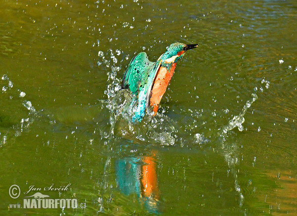 Ledňáček říční (Alcedo atthis)