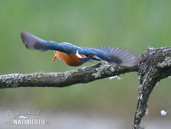 Ledňáček říční (Alcedo atthis)