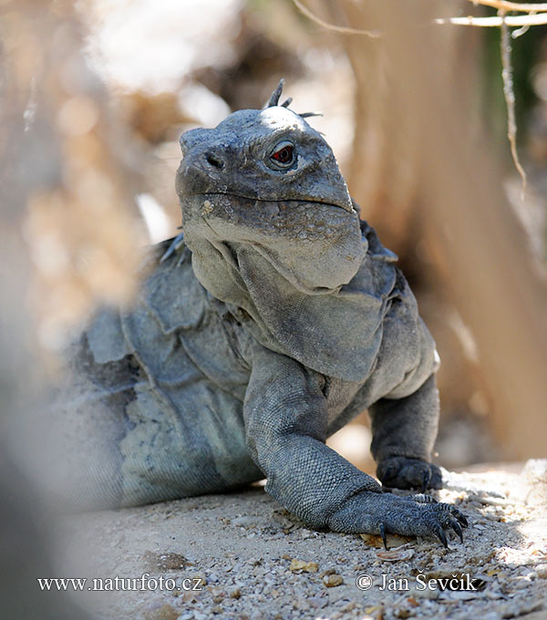 Leguán (Cyclura ricordi)