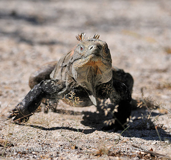 Leguán (Cyclura ricordi)