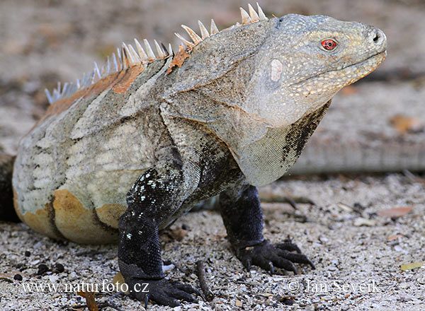 Leguán (Cyclura ricordi)