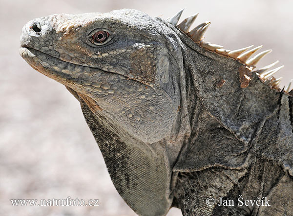 Leguán (Cyclura ricordi)