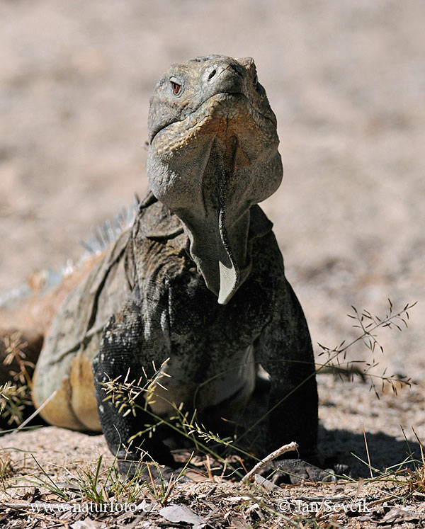 Leguán (Cyclura ricordi)