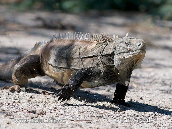 Leguán (Cyclura ricordi)