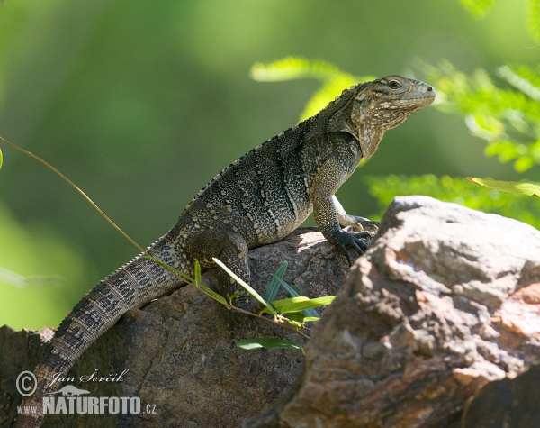 Leguán kubánský (Cyclura nubila)