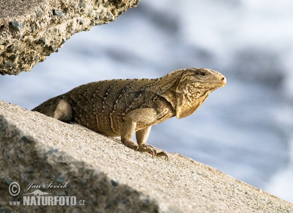 Leguán kubánský (Cyclura nubila)