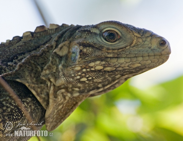 Leguán kubánský (Cyclura nubila)