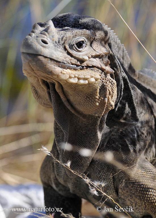 Leguán nosorohý (Cyclura cornuta)