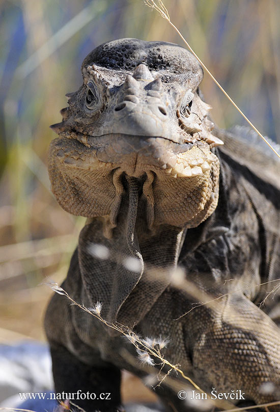 Leguán nosorohý (Cyclura cornuta)