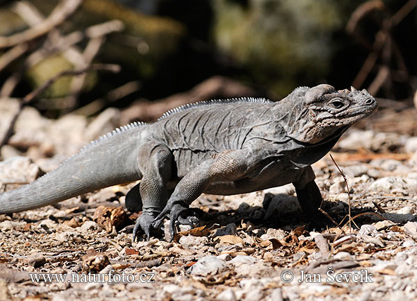 Leguán nosorohý (Cyclura cornuta)