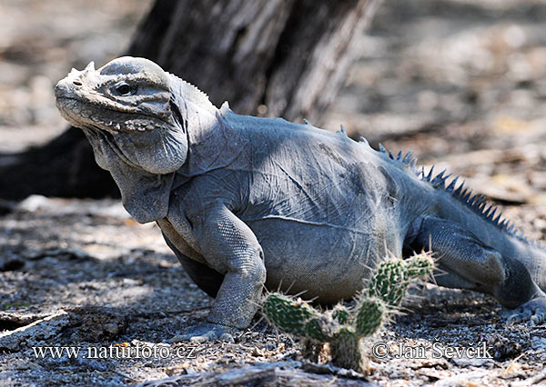 Leguán nosorohý (Cyclura cornuta)