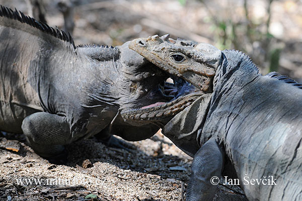 Leguán nosorohý (Cyclura cornuta)