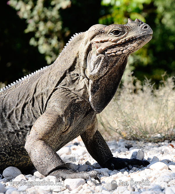 Leguán nosorohý (Cyclura cornuta)