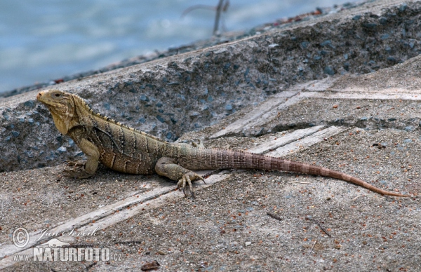 Leguán obrovský (Cyclura nubila)