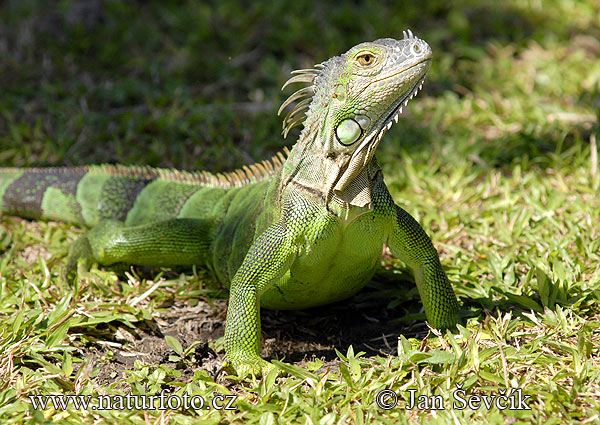 Leguán zelený (Iguana iguana)