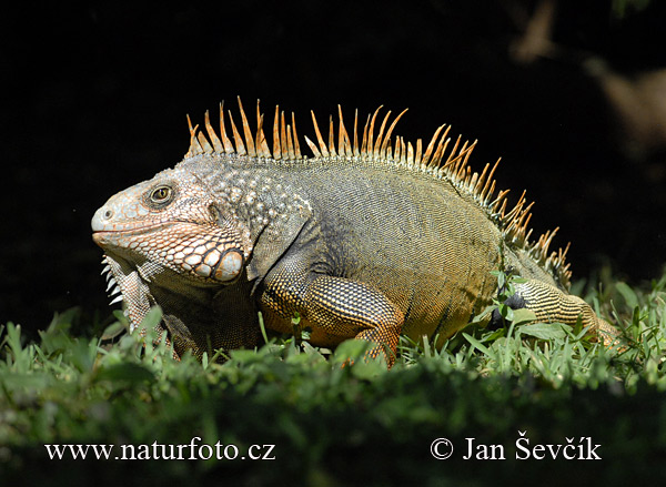 Leguán zelený (Iguana iguana)